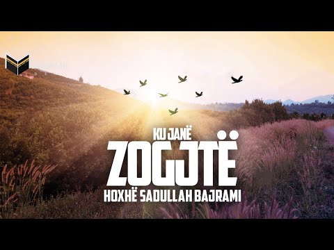 Video: Cilat Zogj Janë Migrues