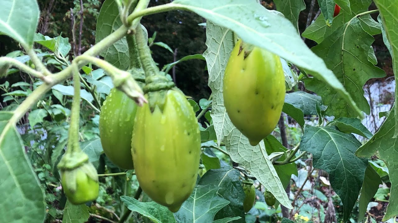 Harvesting Garden eggs YouTube