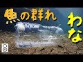 わなを仕掛けたら…???【魚が越冬に集まる水路でペットボトルわな&お魚キラー】