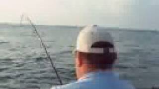 Cobia Fishing On The Rock Solid