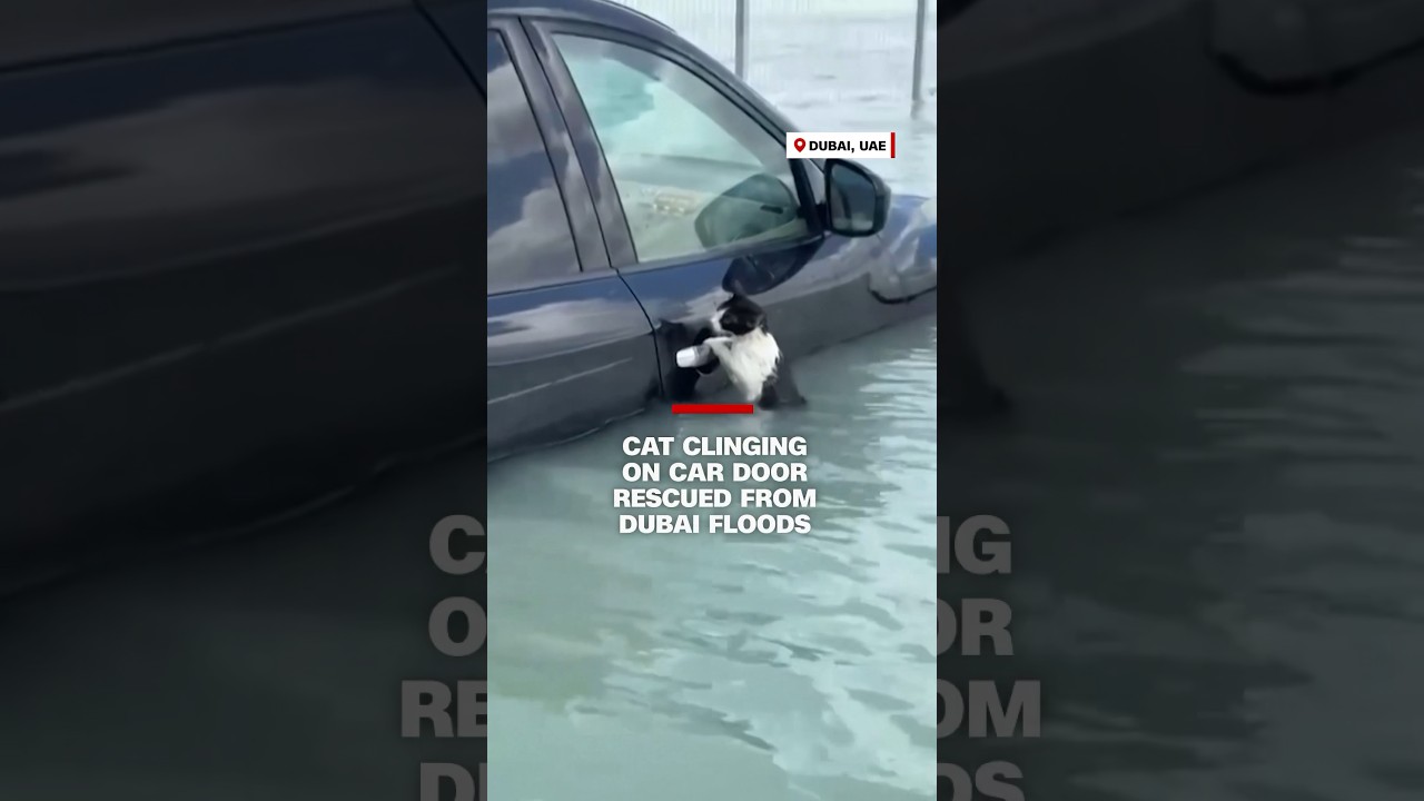 Cat rescued from Dubai floods clinging to car door