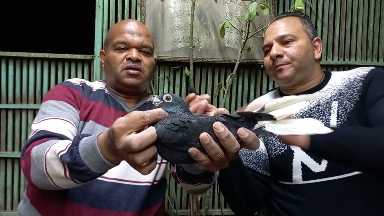 الجزء# الثاني# للمحترف#رضا #رمضان #حمام معارض وتفصيل المسويد لقاء جامد جدا