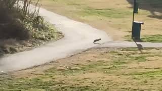 Squirrel with no Tail! - Stumpy going down the path!