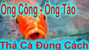 Thả Cá Chép Ngày Ông Công Ông Táo Sao Cho Đúng Cách