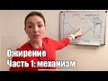 Ожирение Часть 1: Как регулируется вес