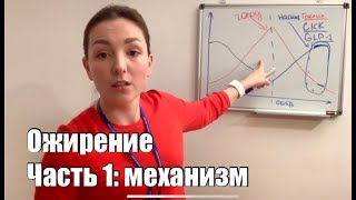 Ожирение Часть 1: Как регулируется вес