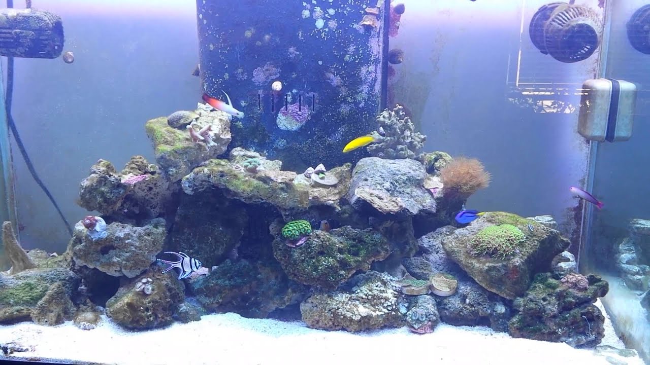 skydive chicago 57gal rimless reef tank