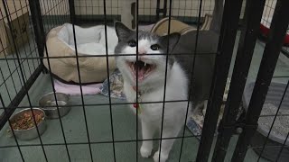 Recovering Lost Dogs