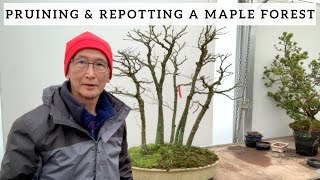Pruning & Repotting a Japanese Maple Forest