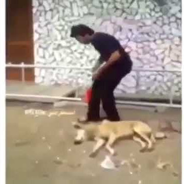 Lucu!! Ngagetin anjing lagi tidur