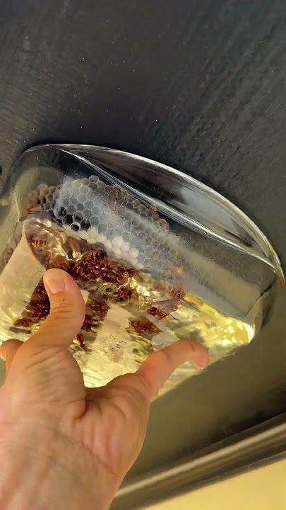 Gasoline vs. Wasps, How to End a Deadly Nest #insects #wasps