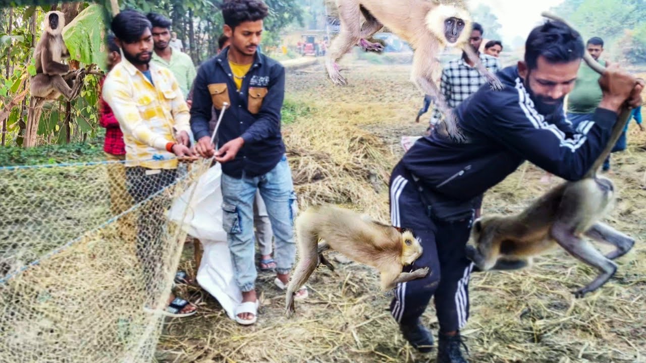 आदमखोर बंदरों 🐒 के बीच धीरे मोहित कश्यप//बंदरों 🐒ने मिलकर काटा कमरे में हुआ रिकॉर्ड#monkeys#monkey