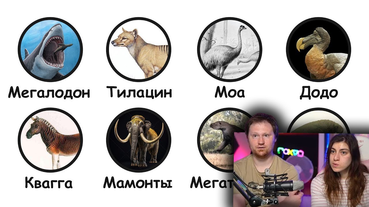 Вымершие животные, которые могли бы ещё жить | РЕАКЦИЯ