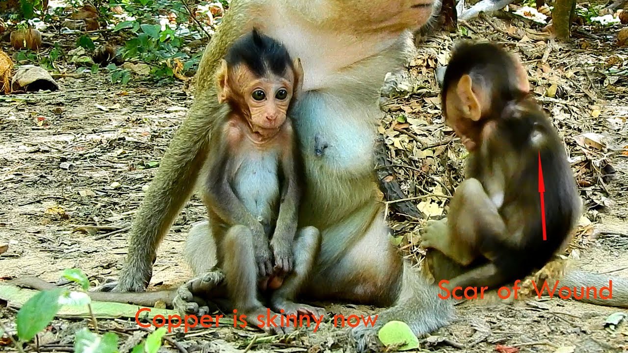 petco hours Baby COPPER is much better after got wound by big monkey attacked BUT he look so weak & skinny.