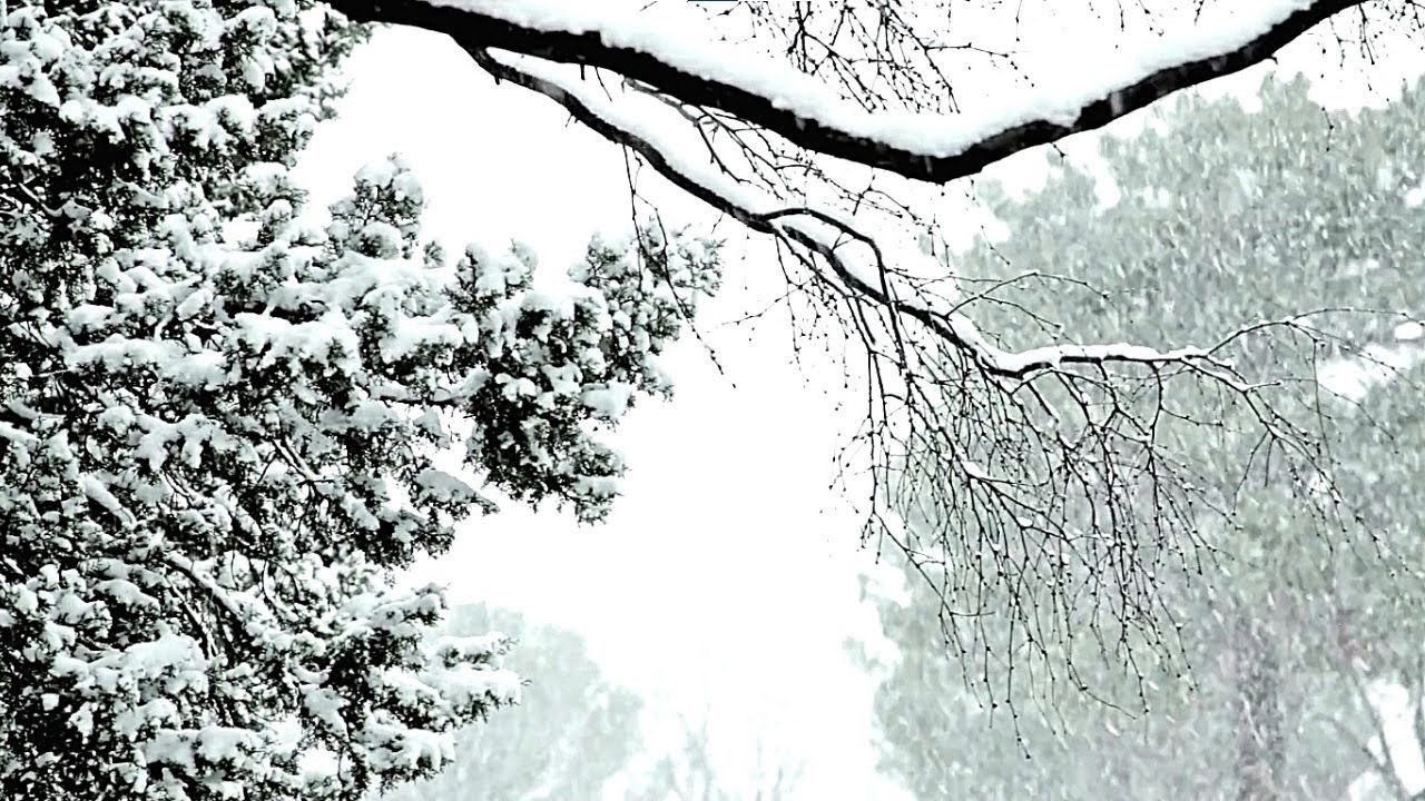 Relaxing Snowfall Ambience ❄️ Birds Chirping and Singing in Snow ❄️  Calm, Medittion, Romantic Time