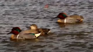 Green-winged teals at Bison Watering Hole - Grasslands National Park - explore.org