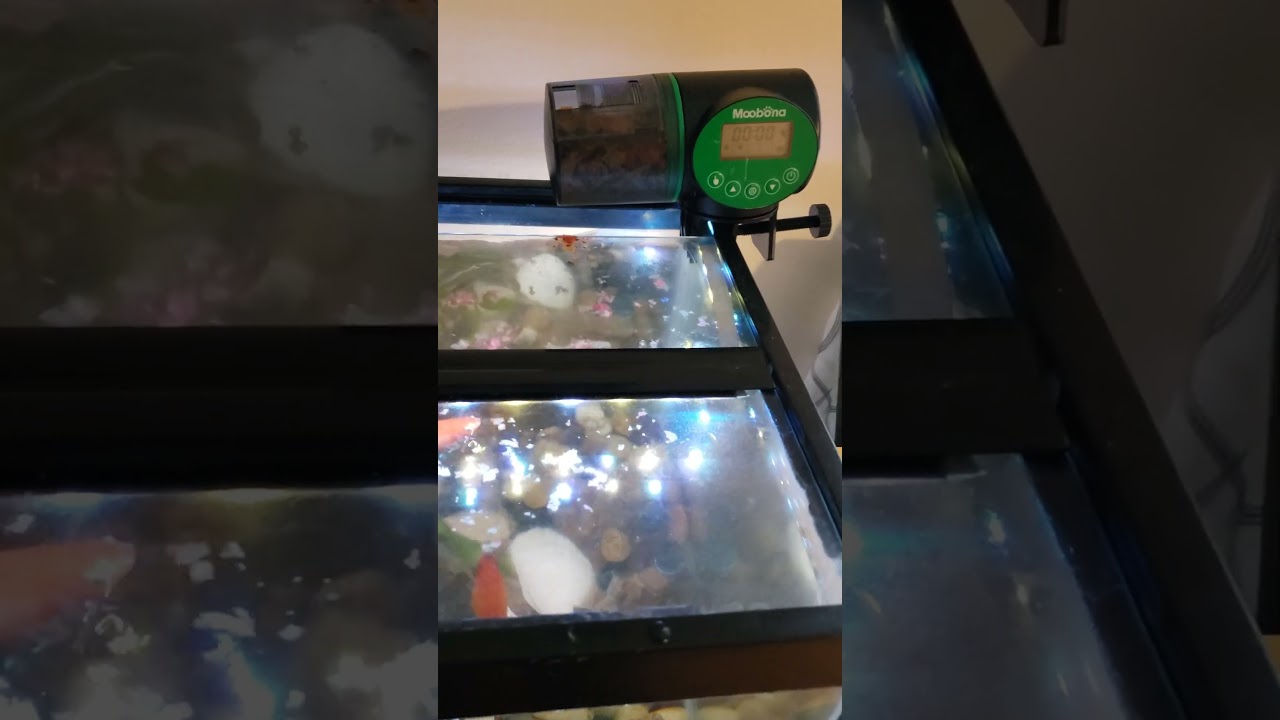 Moobona Automatic fish feeder