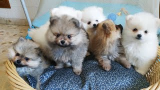 Щенки померанского шпица продажа, доставка по странам. Cachorros pomerania en venta, entrega España.