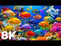 Best Aquarium 8K Ultra HD | Mesmerizing Fish &amp; Jelly Fish for Deep Sleep