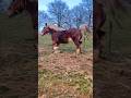 Most beautiful horse in the world #horse #horses #stallion