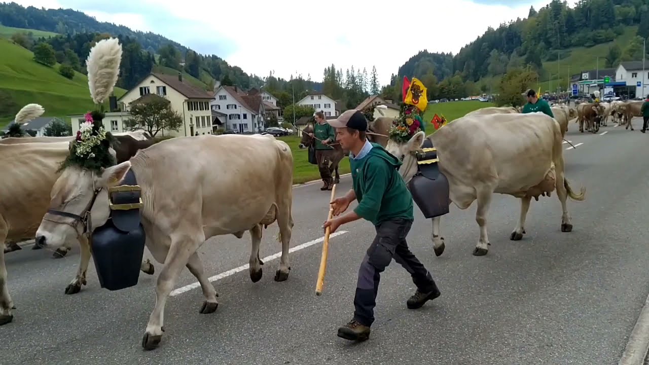 Viehschau Fischenthal 2021