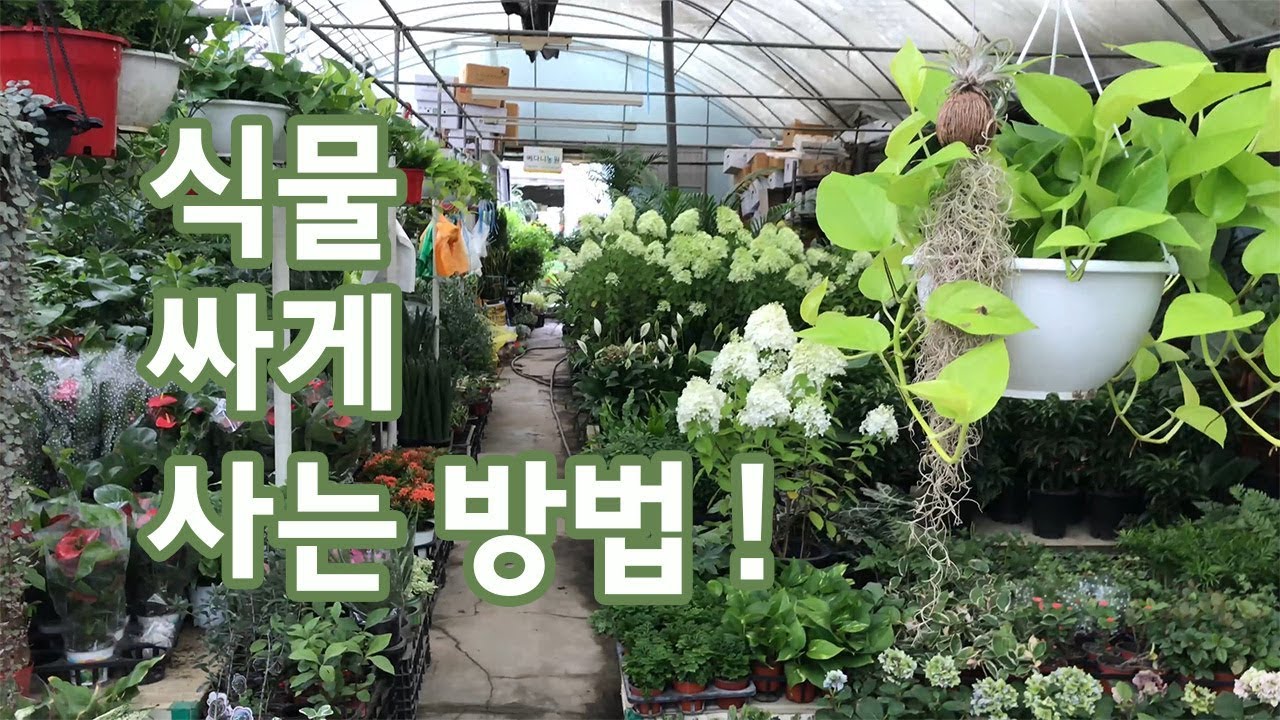 식물 싸게 살  수 있는 곳! 도매상들이 식물 사는 곳!