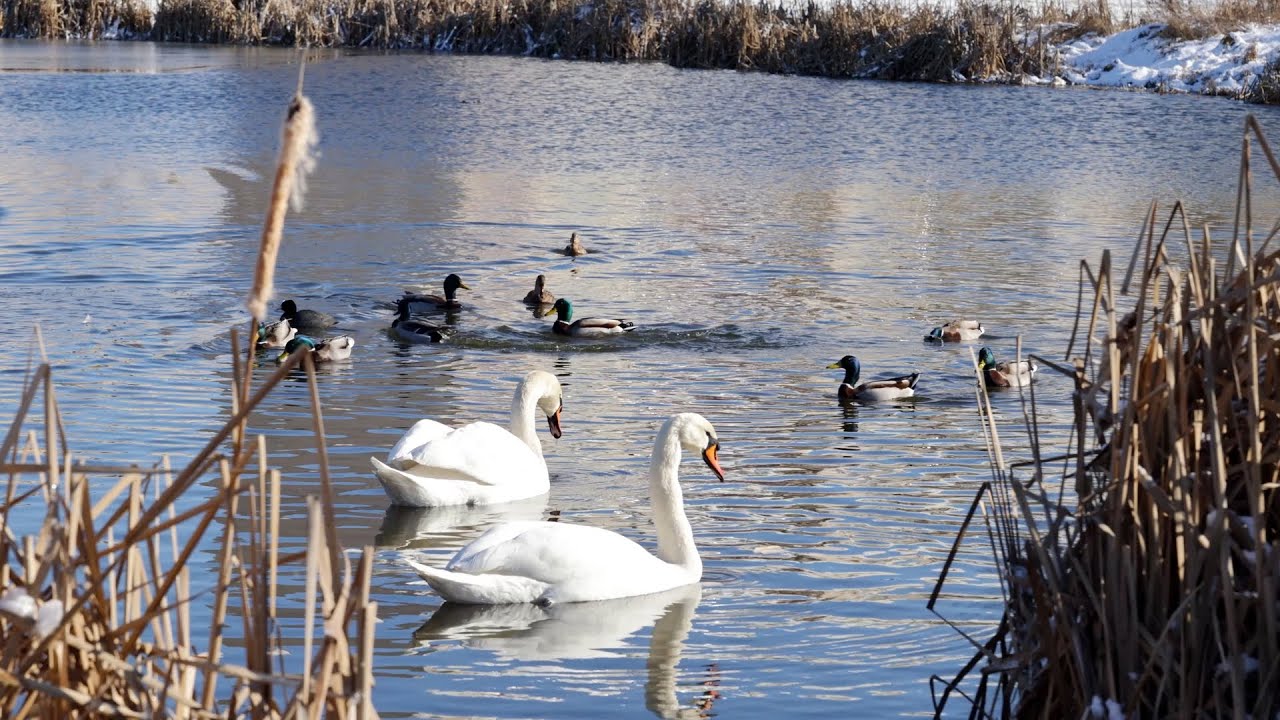 A peaceful resting place for waterfowl in spring