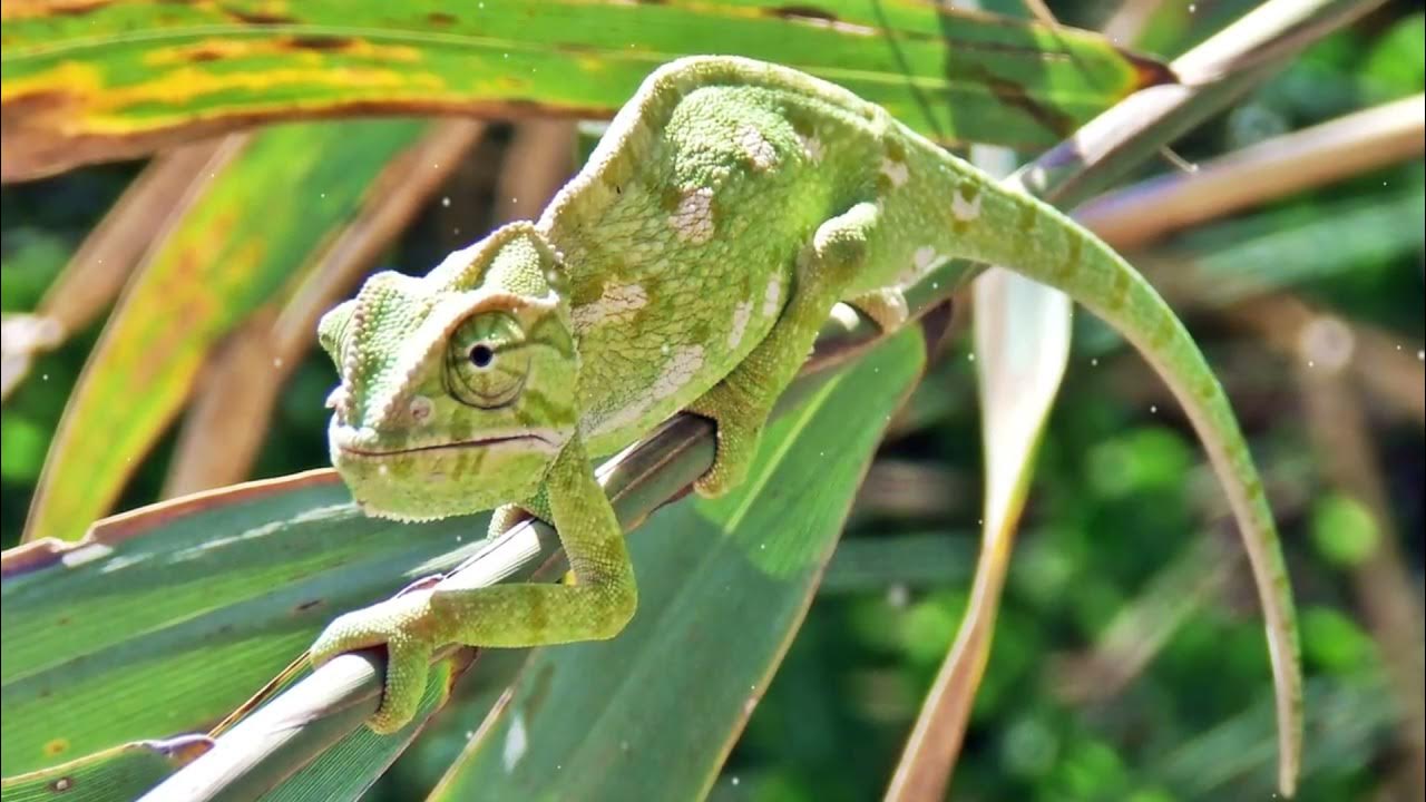Физиологические адаптации организмов. Физиологические и биохимические адаптации. Наземно-воздушная среда приспособления. Интересные адаптации животных. Приспособленность физиологические адаптации.