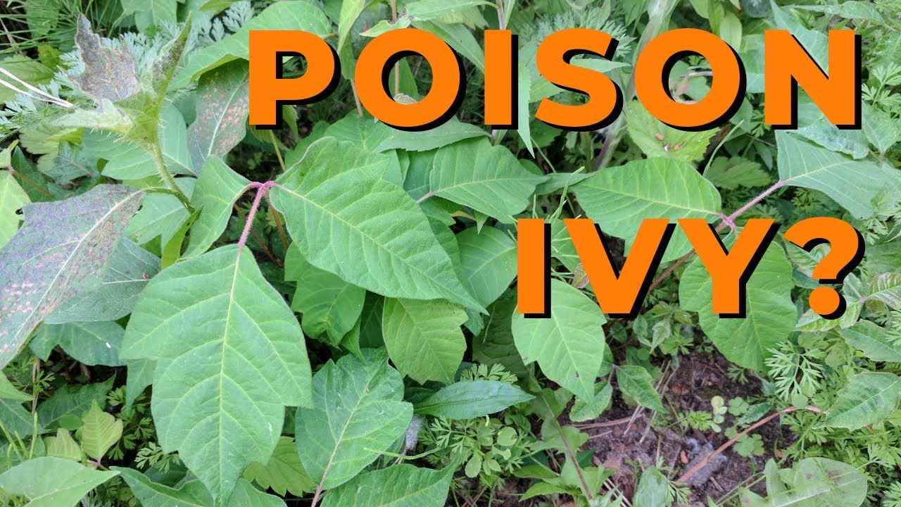 Plants Mistaken For Poison Ivy Poison Ivy ID YouTube Plants Mistaken For Poison Ivy Poison Ivy ID YouTube