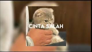 Cinta salah - caitlin halderman, speed up