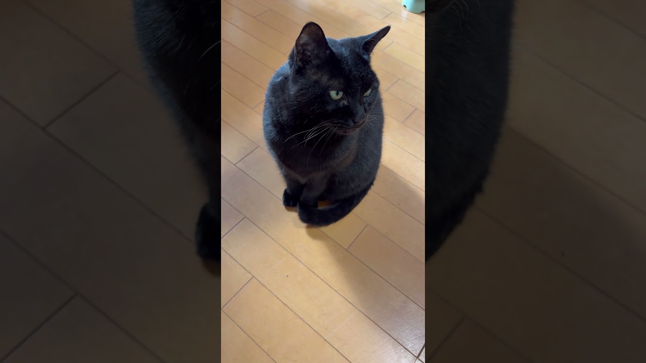 我が家の愛猫の日常.1969 #ねこ #ねこ好き #ねこが好き #ネコ #ネコ