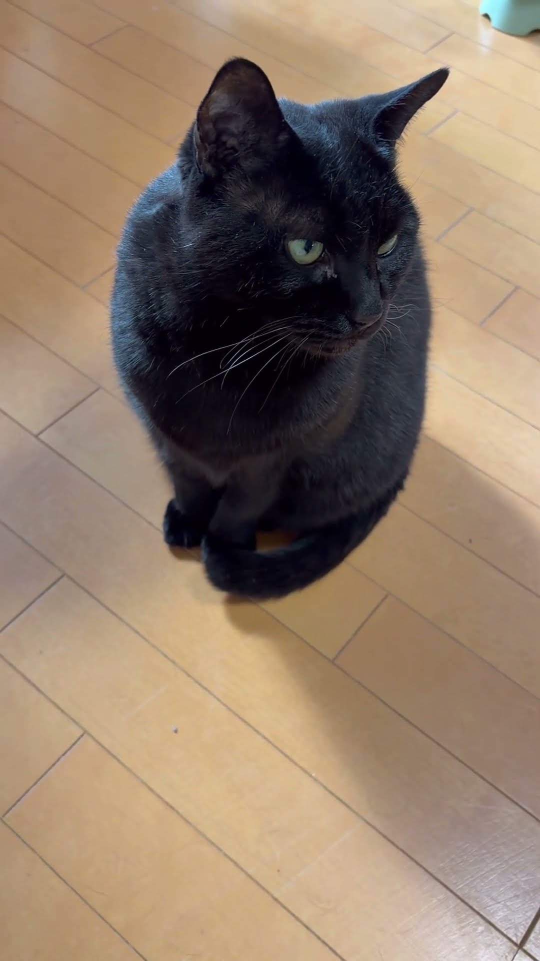我が家の愛猫の日常.1969 #ねこ #ねこ好き #ねこが好き #ネコ #ネコ