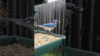 Mordecai Barters Butt Shots For Peanuts