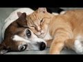 Try Not To Laugh Challenge - Funny cat, dog video Compilation 2017