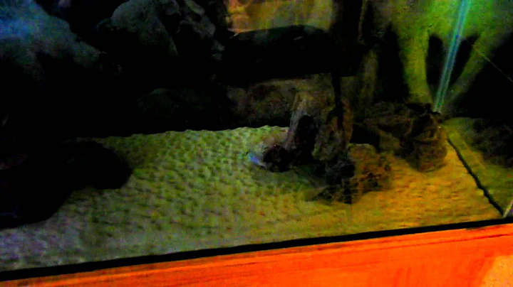 MrEllis vs FreshWater Hydra