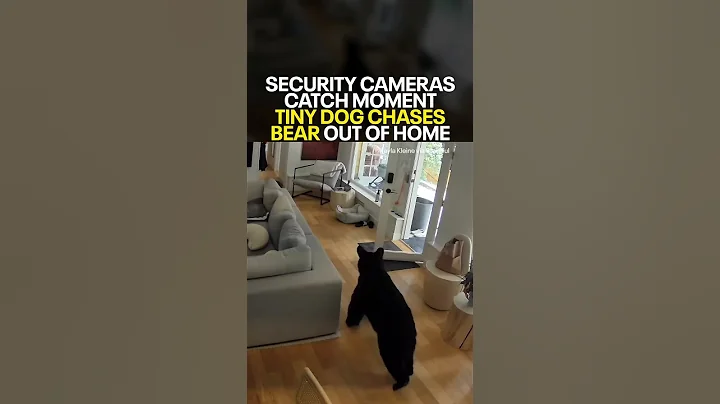 Tiny dog chases bear out of home in wild security footage