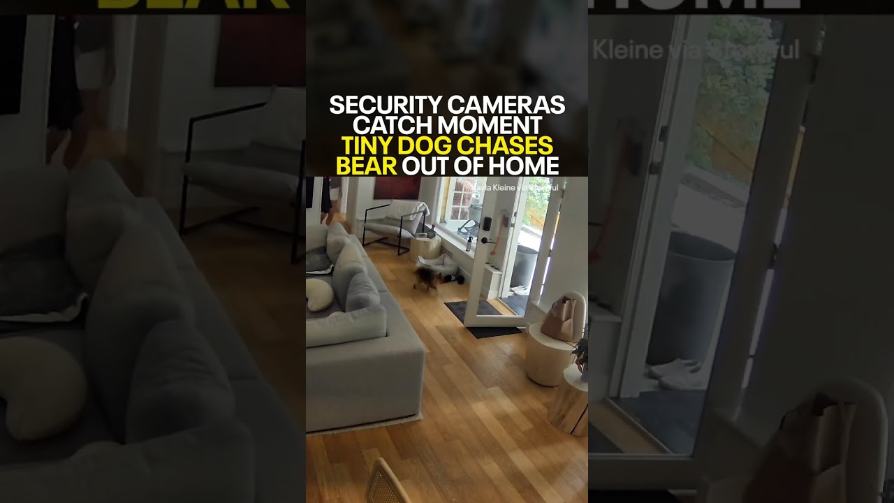 Tiny dog chases bear out of home in wild security footage