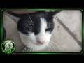 2024-11-23 - Micky Meows! A short montage.