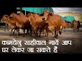 साहीवाल, थारपारकर एवं गीर गायों को देने जा रही है कामधेनु गौशाला | Sahiwal Cows| Tharparkar |Gir|