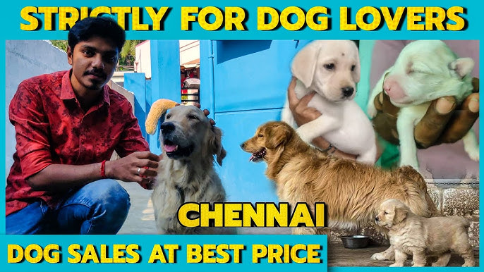Dog Sales In Chennai Tamil Puppies Sales In Chennai Dog Sales Videos In Tamil Youtube