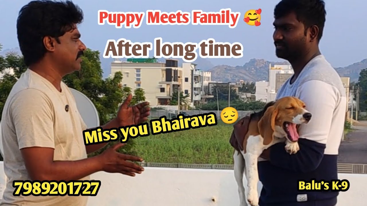 Beagle Puppy reunion with family after long time @BalusK9Dogtraining # ...