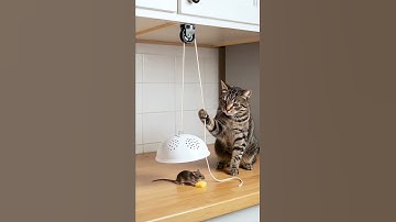 Almost Gotcha! The Perfect Mouse Trap... Almost. 🎣🐭おしい！完璧なネズミ捕り…だったのに。🎣🐭