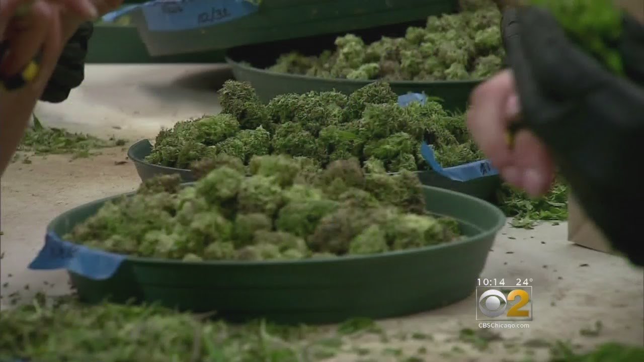 Driving While High: Just How Dangerous Is It?