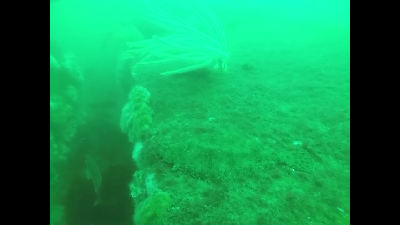 Adventures UNDER the ocean: Summer flounder (fluke) are MASTERS of camouflage!
