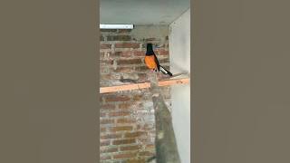 PANCINGAN MURAI BATU AGAR CEPAT BIRAHI, KAWIN| EMOSI  #muraibatu  @Sedulurmanuk