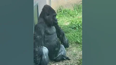 Silverback gorilla Motuba at the Philadelphia zoo chilling