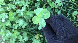 Finding Four Leaf Clovers