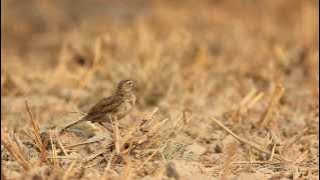 Richard's Pipit