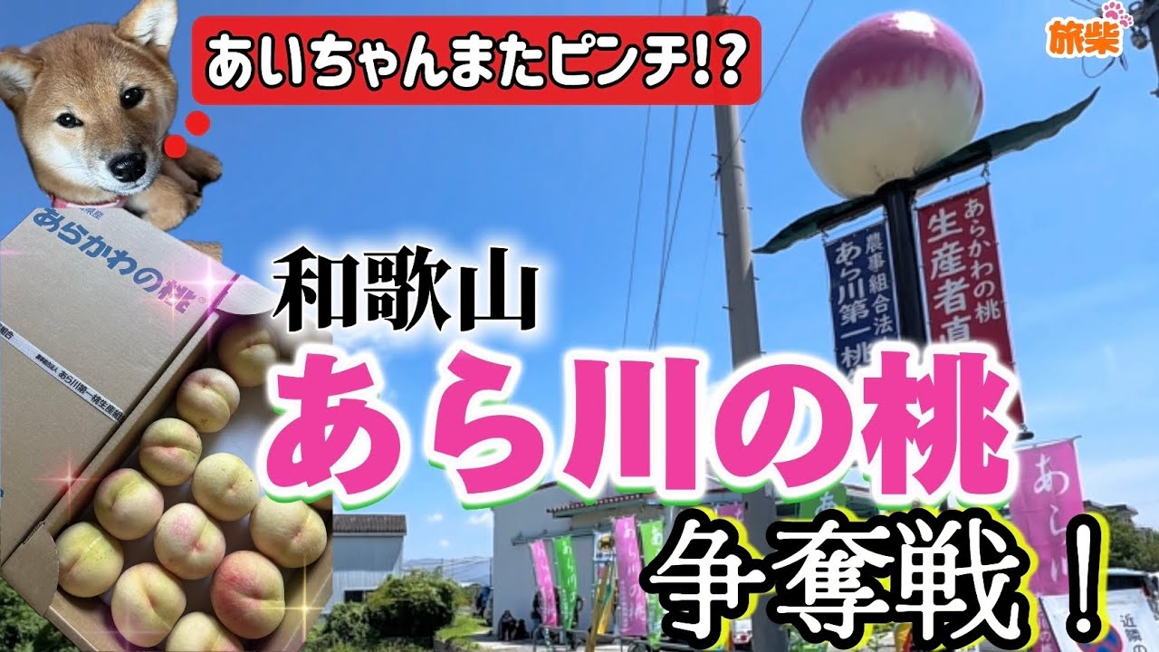あら川の桃争奪戦！in和歌山【キャンピングカーで柴犬たちと車中泊】