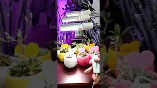 Lodestar - Light My Way